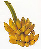 All about bananas